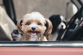 車に乗る犬