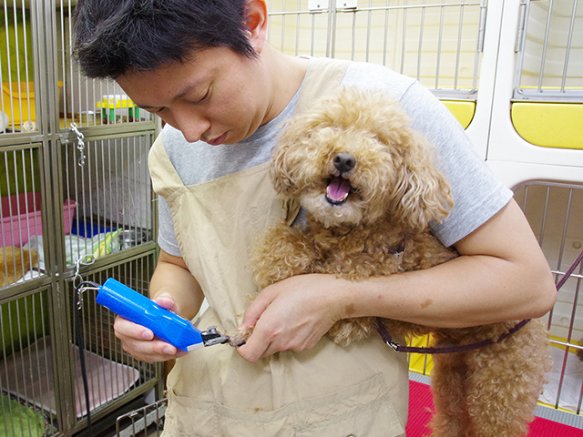 スタッフに抱かれる犬