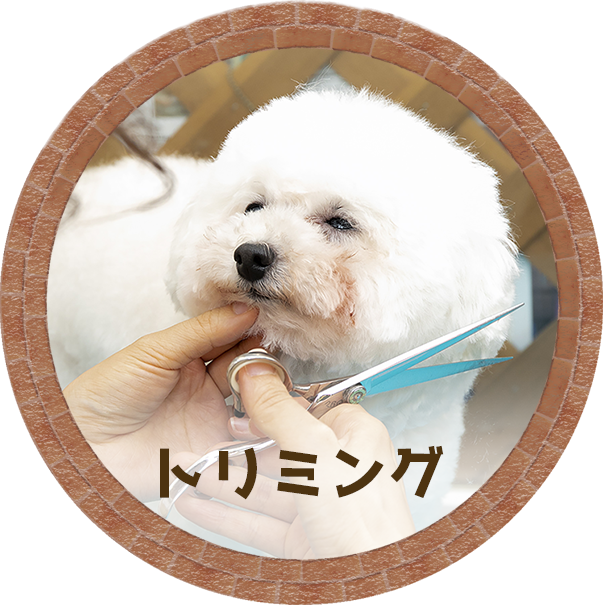 トリミング中の犬