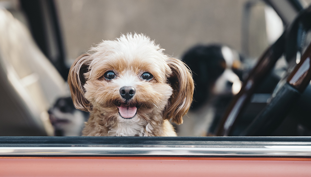 車に乗る犬