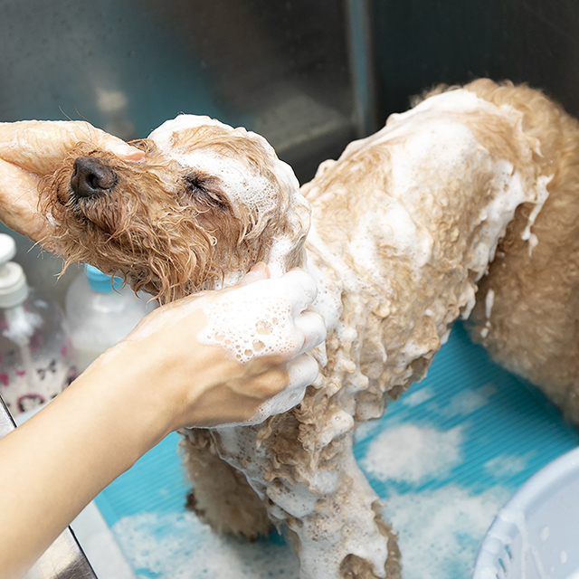 シャンプー中の犬